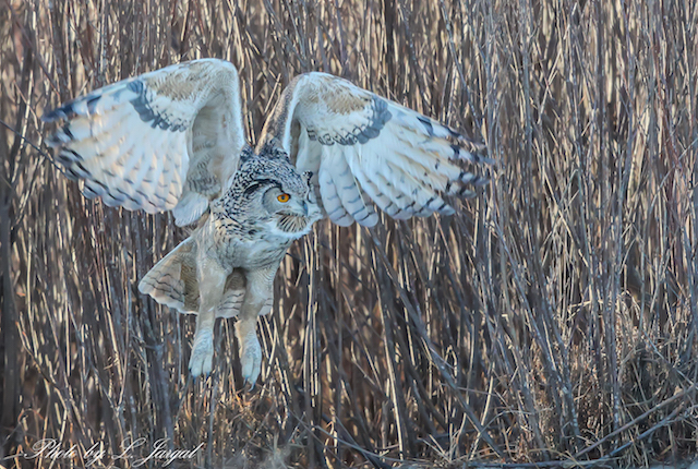 Эгэл шаршувуу (Bubo bubo)